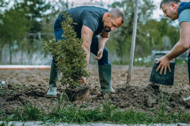 Best Tree Care Services  in Hayward, CA